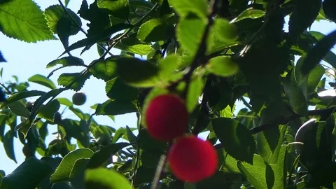 Cherry on a background of leaves Stock Footage 96051044