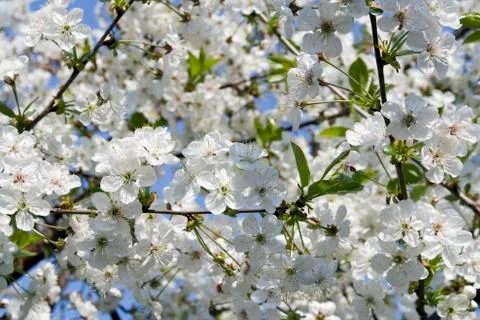Cherry background Stock Photos