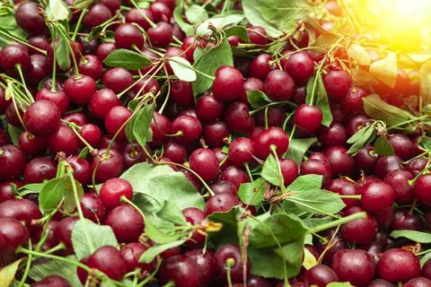 Cherry background Stock Photos
