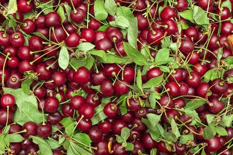 Cherry background Stock Photos