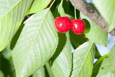 Cherry basket / cherry tree branch/ fresh cherries/ sweet cherries Stock-Fotos