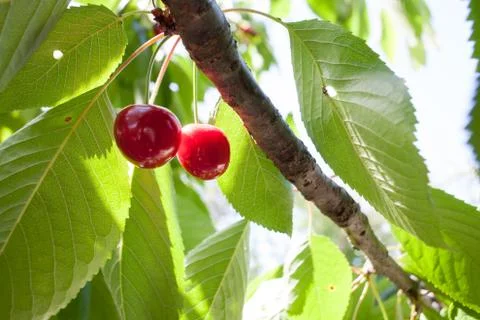 Cherry basket / cherry tree branch/ fresh cherries/ sweet cherries Stock Photos