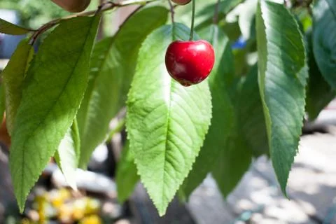 Cherry basket / cherry tree branch/ fresh cherries/ sweet cherries Foto stock