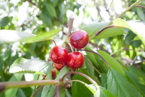Cherry basket cherry tree branch fresh cherries sweet cherries Stock Photos