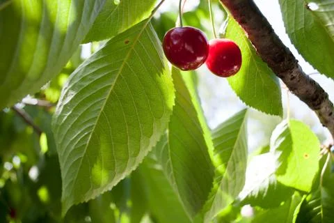 Cherry basket cherry tree branch fresh cherries sweet cherries Stock Photos