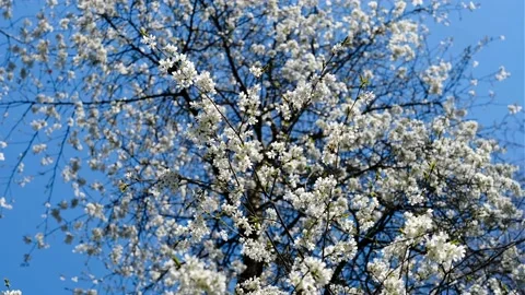 A cherry, beautiful, spring tree. Stock Footage 153593951