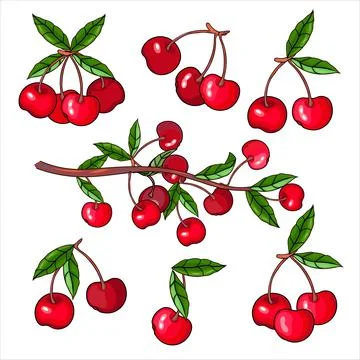 Cherry berries and branches hand drawn set of vector illustration isolated. Stock Illustration