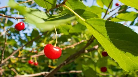 Cherry berries on a branch of a cherry tree in the garden Stock Photos