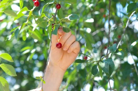 Cherry Berries on Cherry-Tree and man Hand reaping it Stock Photos