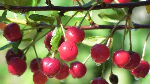 Cherry berries Stock Footage 7774711