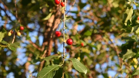 Cherry Berries Stock Footage 88787648