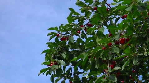 Cherry berries growing on a tree Stock-Footage 242718793