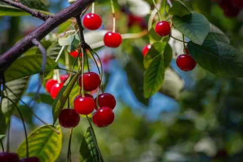 Cherry Berries Hanging on Tree Branch Stock Photos