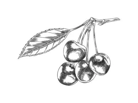 Cherry berries with leaf on stem engraved sketch. Hand drawn fresh ripe fruit Stock Illustration