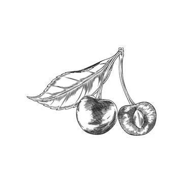 Cherry berries with leaf on stem engraved sketch, vector hand drawn ripe fr.. Stock Illustration