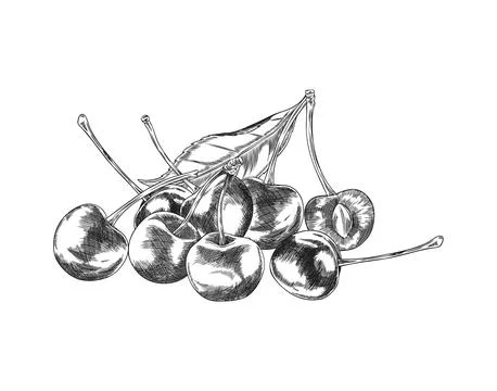 Cherry berries pile with leaf on stem engraved sketch. Hand drawn fresh ripe  Stock Illustration