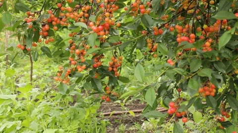 Cherry berries ripen on the branches Video stock 71568019