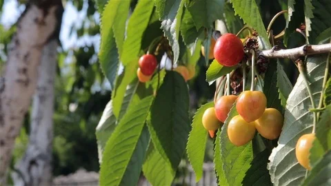 Cherry berries ripen in the garden. Stock Footage 76380751