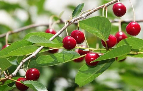 Cherry berries ripen on tree branches Stock Photos