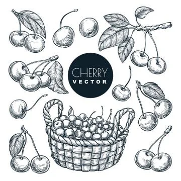 Cherry berries sketch vector illustration. Sweet berries harvest in basket. H Stock Illustration