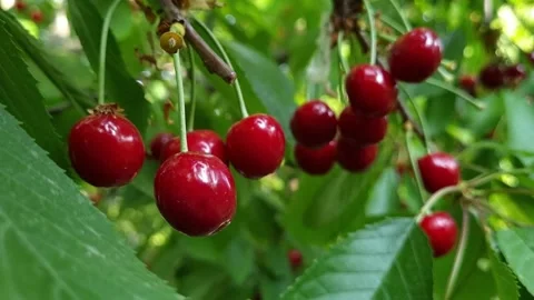 Cherry Berries On A Tree Branch Stock Footage 310623675