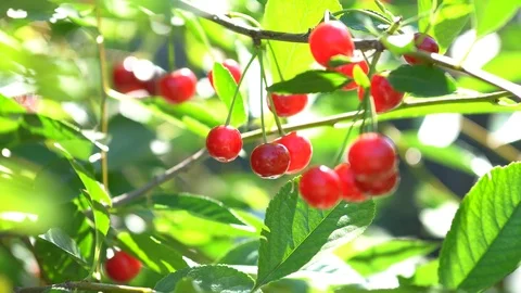 Cherry berries on a tree in bright sunlight Stock Footage 116319346