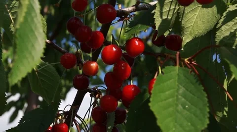 Cherry berries on the tree Stock Footage 51032250