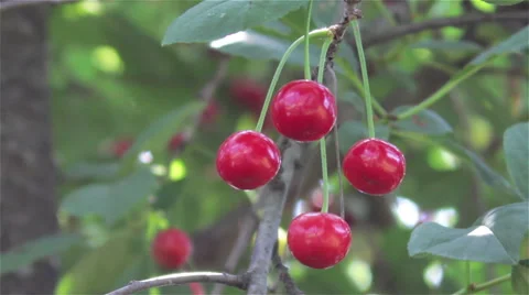 Cherry berries on the tree Video stock 52230470