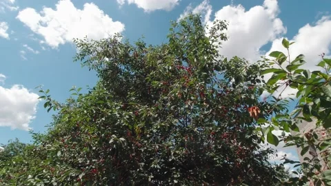 Cherry Berries On A Tree Stock Footage 212360294