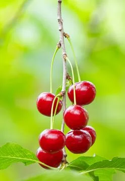 Cherry berries on a tree in summer Stock Photos
