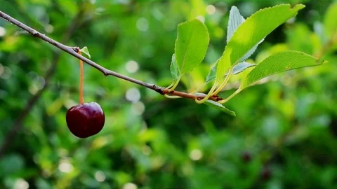 Cherry berry on a branch on a clear summer day Stock Footage 113257437