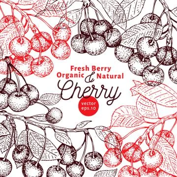 Cherry berry design template. Hand drawn vector fruit illustration. Engraved Stock Illustration