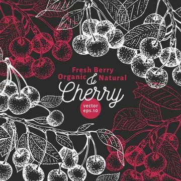 Cherry berry design template. Hand drawn vector fruit illustration on chalk Stock Illustration