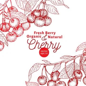 Cherry berry design template. Hand drawn vector fruit illustration. Engraved Stock Illustration