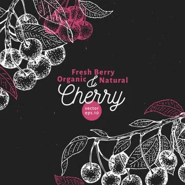 Cherry berry design template. Hand drawn vector fruit illustration on chalk Stock Illustration