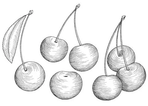 Cherry berry graphic black white isolated sketch illustration vector Stockillustratie
