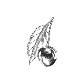 Cherry berry with leaf on stem engraved sketch, vector hand drawn ripe frui.. Stock Illustration