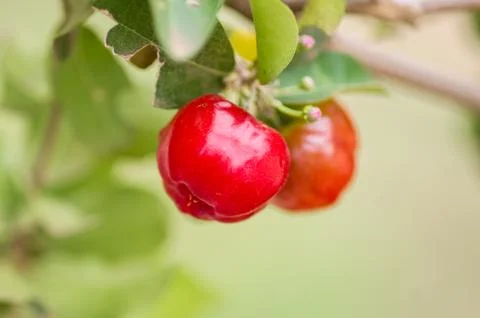 Cherry berry Stock Photos