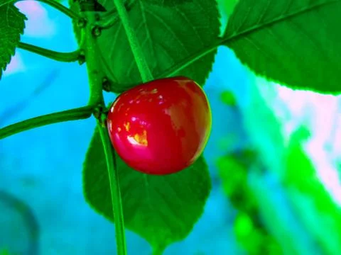 Cherry berry on the tree Stock Photos