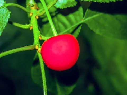 Cherry berry on the tree Stock Photos