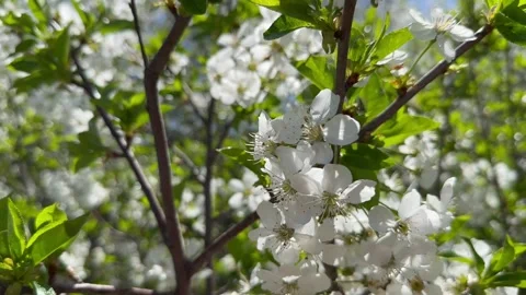 Cherry in bloom, bright white springtime blooming of fruit trees in the wind Stock Footage 308019800