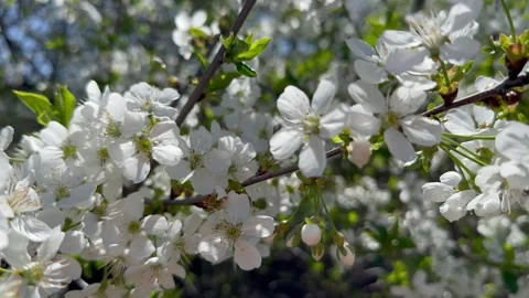 Cherry in bloom, bright white springtime blooming of fruit trees in the wind Stock Footage 308019871