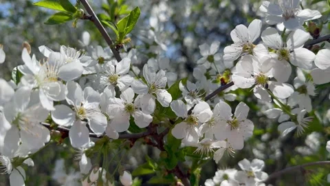 Cherry in bloom, bright white springtime blooming of fruit trees in the wind Stock Footage 308019902