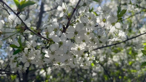 Cherry in bloom, bright white springtime blooming of fruit trees in the wind Stock Footage 308019934