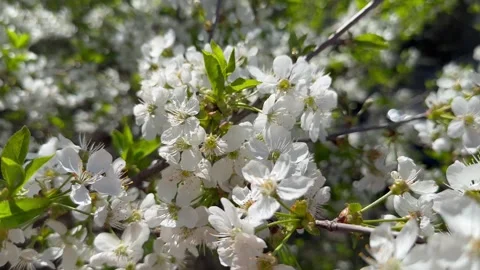 Cherry in bloom, bright white springtime blooming of fruit trees in the wind Stock Footage 308019978