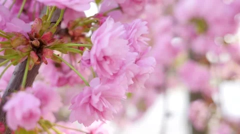 Cherry bloom closeup Stock Footage 49807989