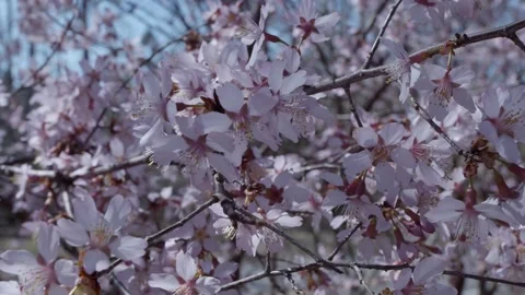 Cherry Bloom Flowers in Slow Moiton Video stock 150242384