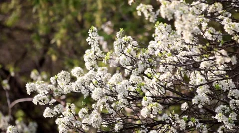 Cherry Bloom    Stock Footage 49842555