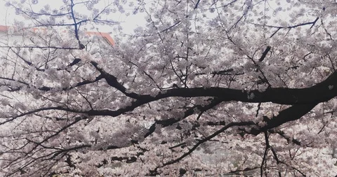 Cherry bloom at Kanda river in Tokyo 4K middle shot Stock Footage 87977750