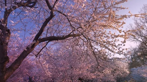 Cherry Bloom Morning Stock Footage 88867556